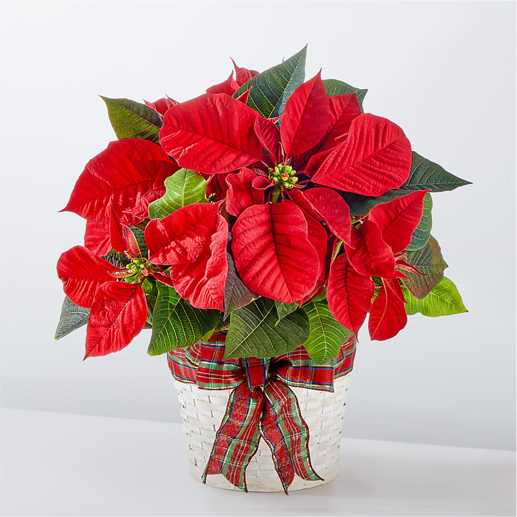 Happiest Holidays Poinsettia – RANCHVIEW FLORAL & INTERIORS, Overland Park KS