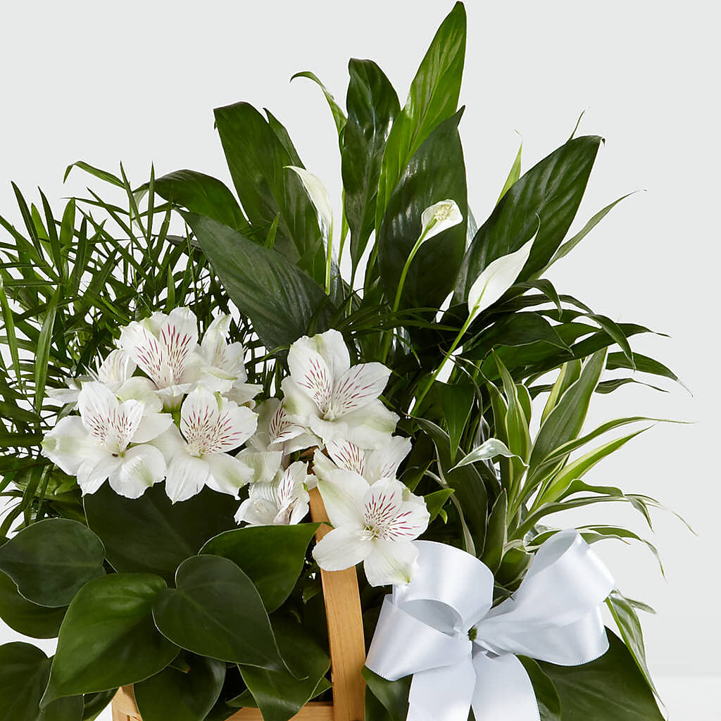 Peace & Serenity Dishgarden – RANCHVIEW FLORAL & INTERIORS, Overland Park KS