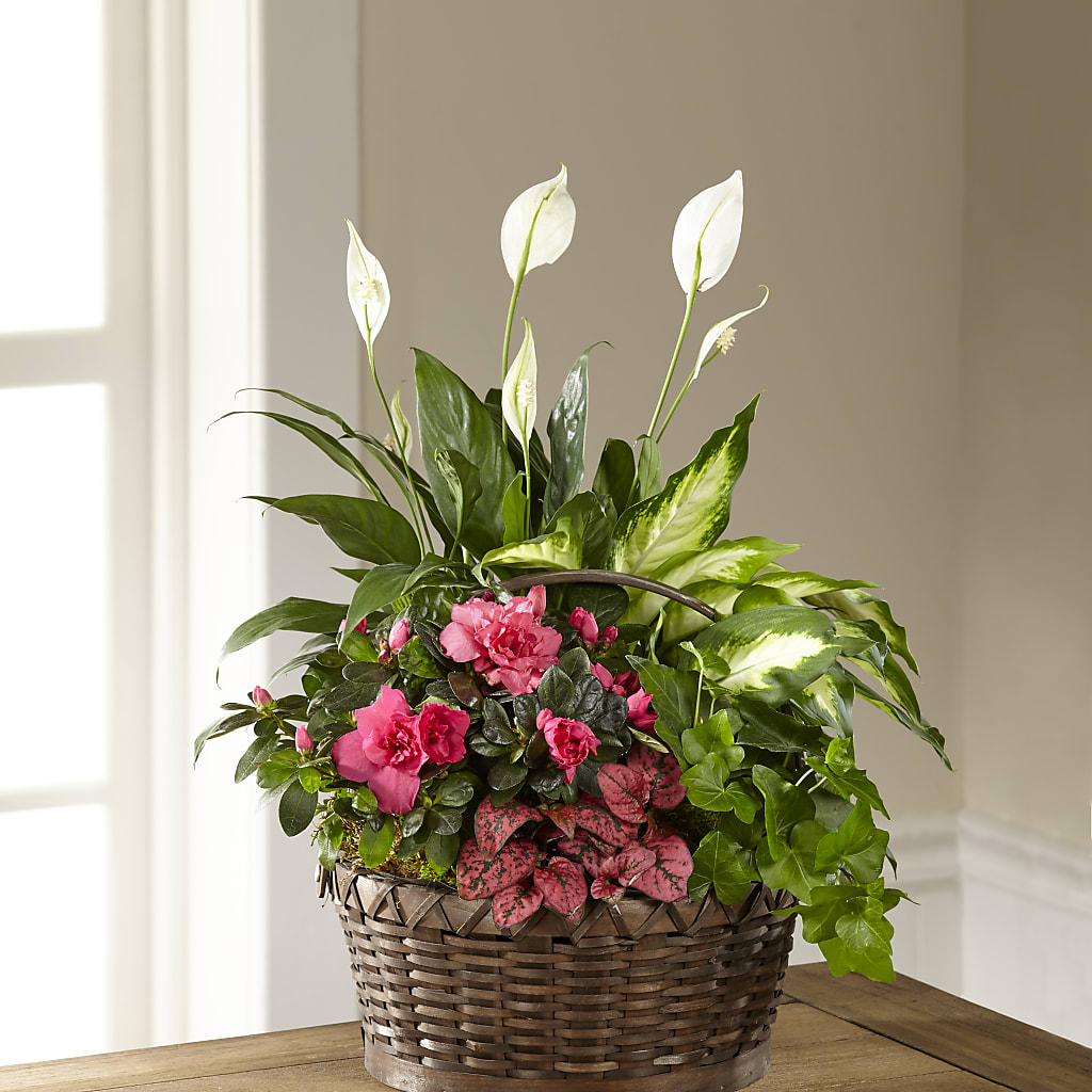 Dream in Pink Dishgarden – RANCHVIEW FLORAL & INTERIORS, Overland Park KS