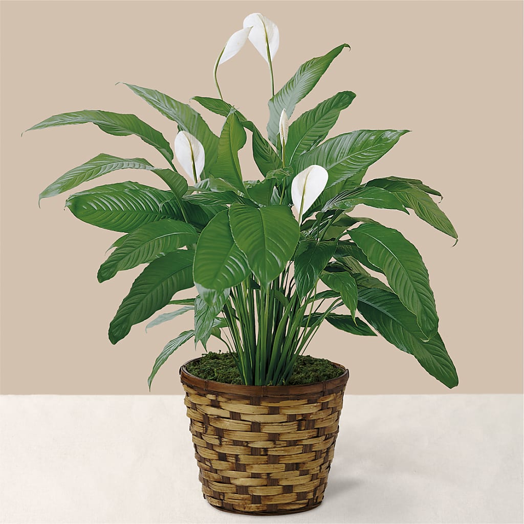 Tranquil Moments Peace Lily Plant – RANCHVIEW FLORAL & INTERIORS, Overland Park KS
