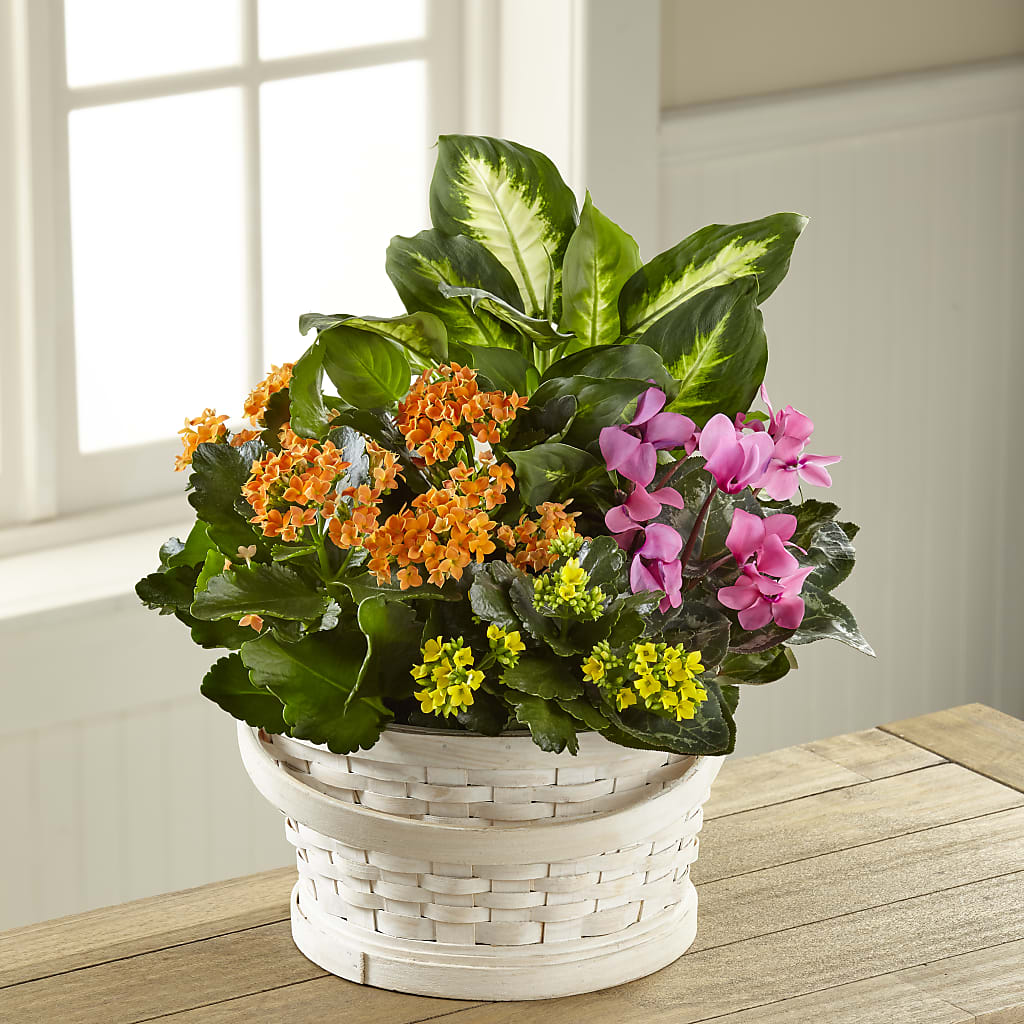 Color Crush Dishgarden – RANCHVIEW FLORAL & INTERIORS, Overland Park KS