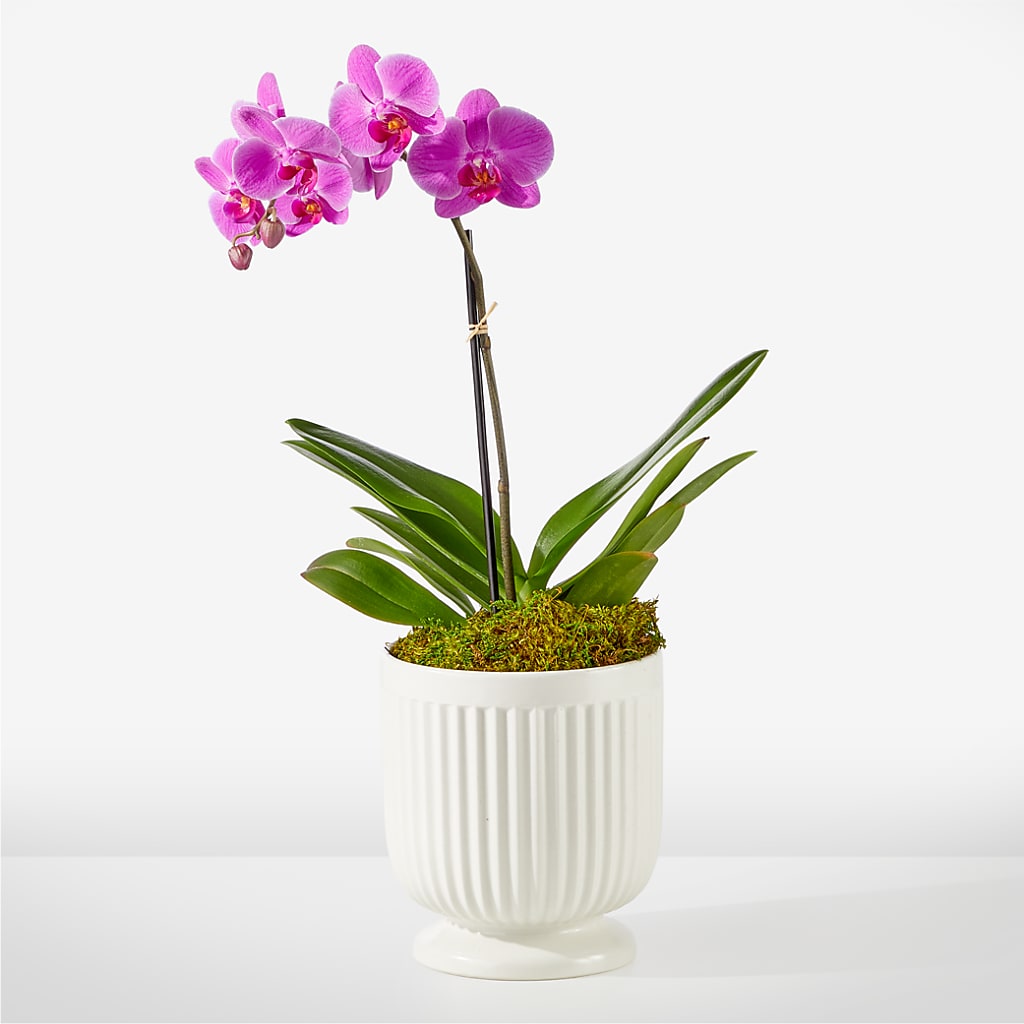 Friendly Fuchsia Orchid – RANCHVIEW FLORAL & INTERIORS, Overland Park KS