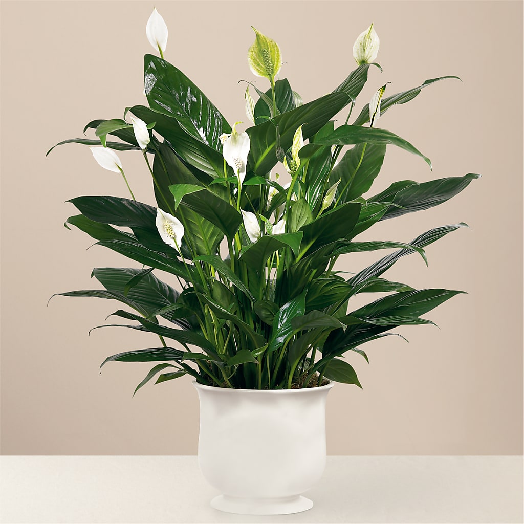 Comfort Planter – RANCHVIEW FLORAL & INTERIORS, Overland Park KS