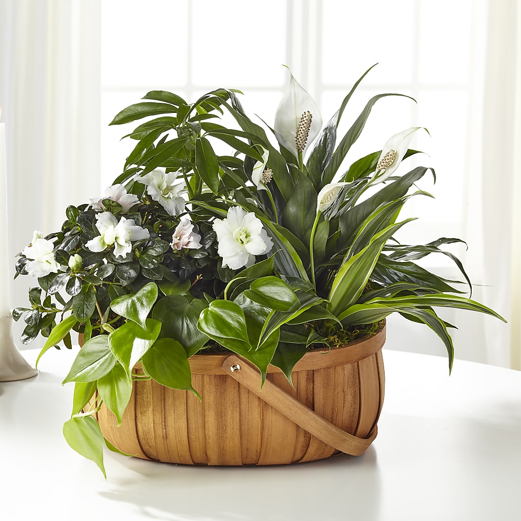 Serene Dishgarden – RANCHVIEW FLORAL & INTERIORS, Overland Park KS