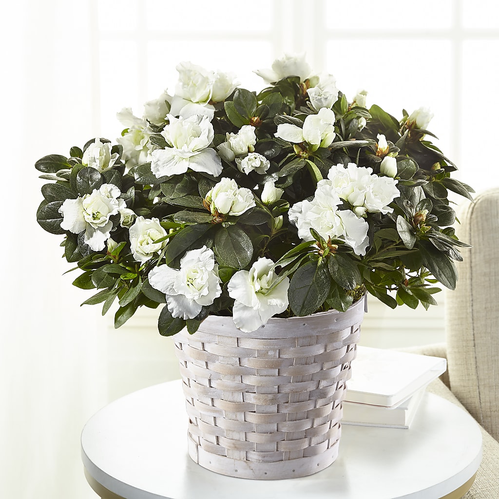 White Azalea Plant – RANCHVIEW FLORAL & INTERIORS, Overland Park KS