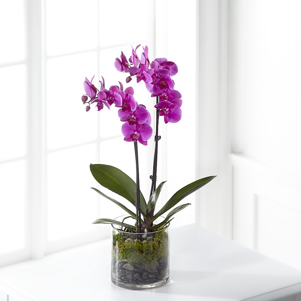 Pink Orchid Plant – RANCHVIEW FLORAL & INTERIORS, Overland Park KS