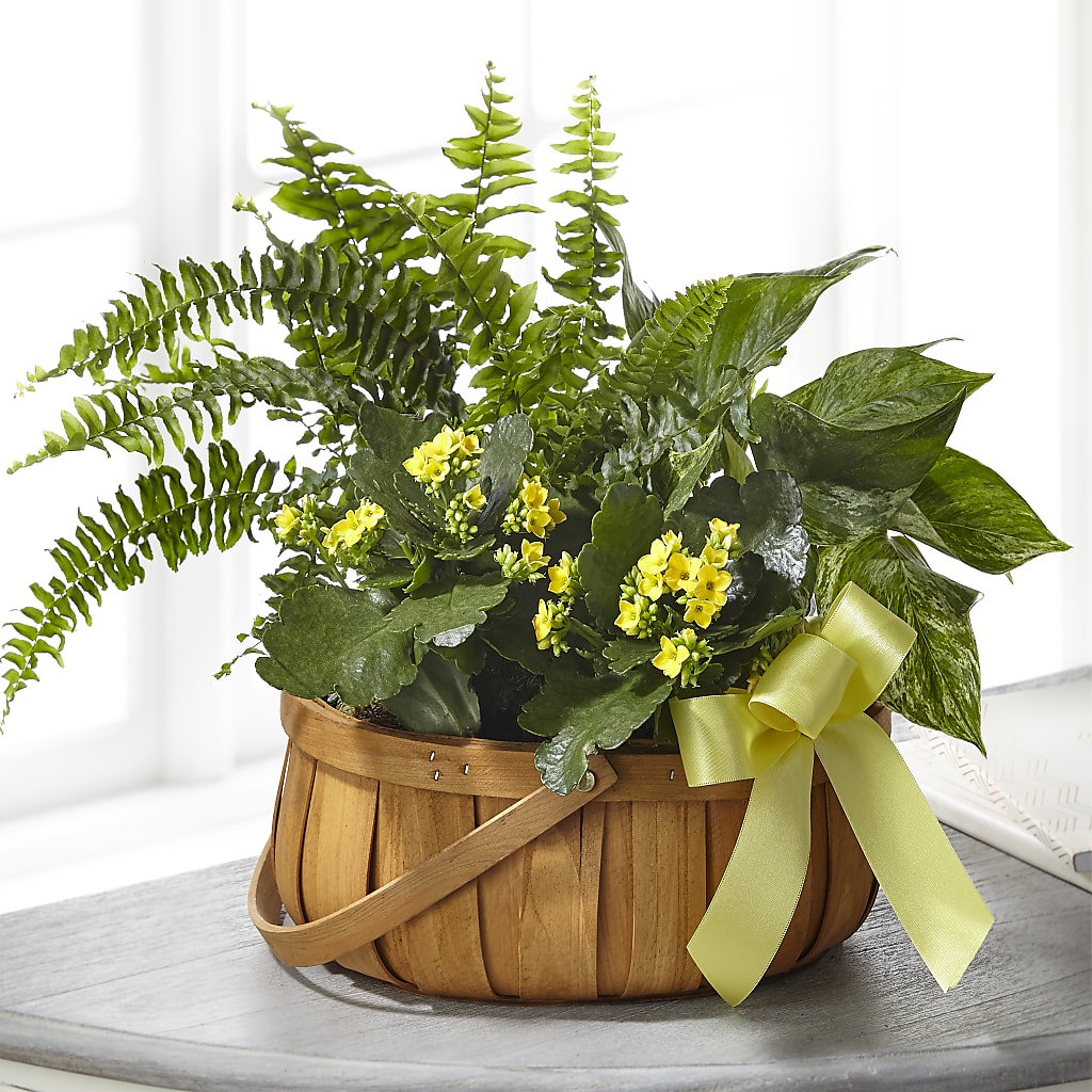 Always Dear Dishgarden – RANCHVIEW FLORAL & INTERIORS, Overland Park KS