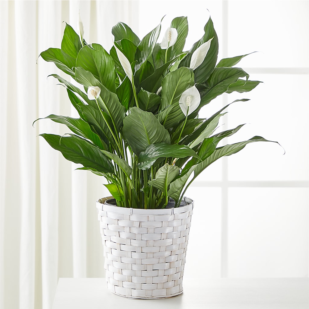 A New Leaf Peace Lily – RANCHVIEW FLORAL & INTERIORS, Overland Park KS