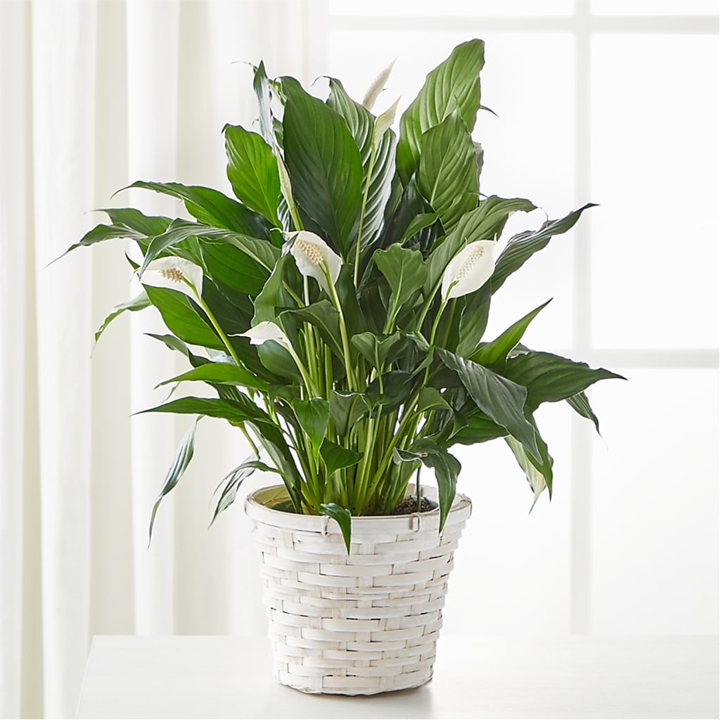 A New Leaf Peace Lily – RANCHVIEW FLORAL & INTERIORS, Overland Park KS