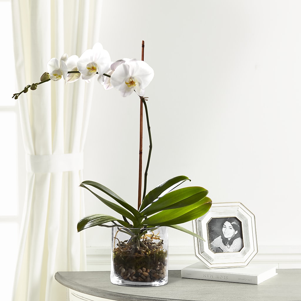 White Orchid Planter – RANCHVIEW FLORAL & INTERIORS, Overland Park KS