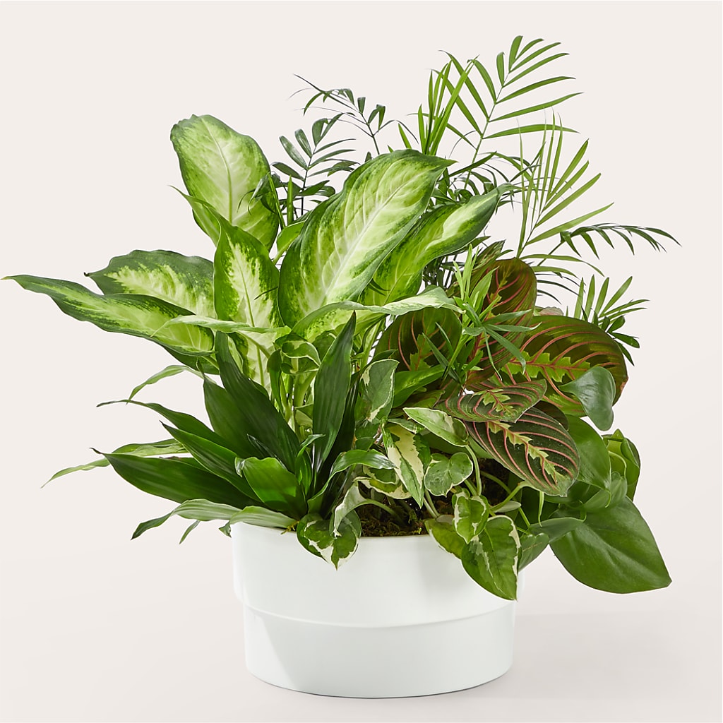 Radiating Positivity Dishgarden – RANCHVIEW FLORAL & INTERIORS, Overland Park KS
