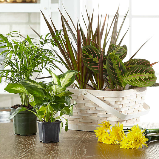 Florist Designed Blooming and Green Plants in a Basket – RANCHVIEW FLORAL & INTERIORS, Overland Park KS