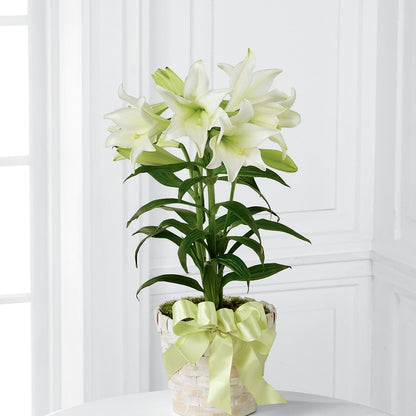 Easter Lily Plant – RANCHVIEW FLORAL & INTERIORS, Overland Park KS