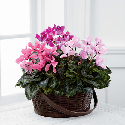 Mixed Cyclamen Planter – RANCHVIEW FLORAL & INTERIORS, Overland Park KS