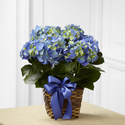 Blue Hydrangea Planter – RANCHVIEW FLORAL & INTERIORS, Overland Park KS