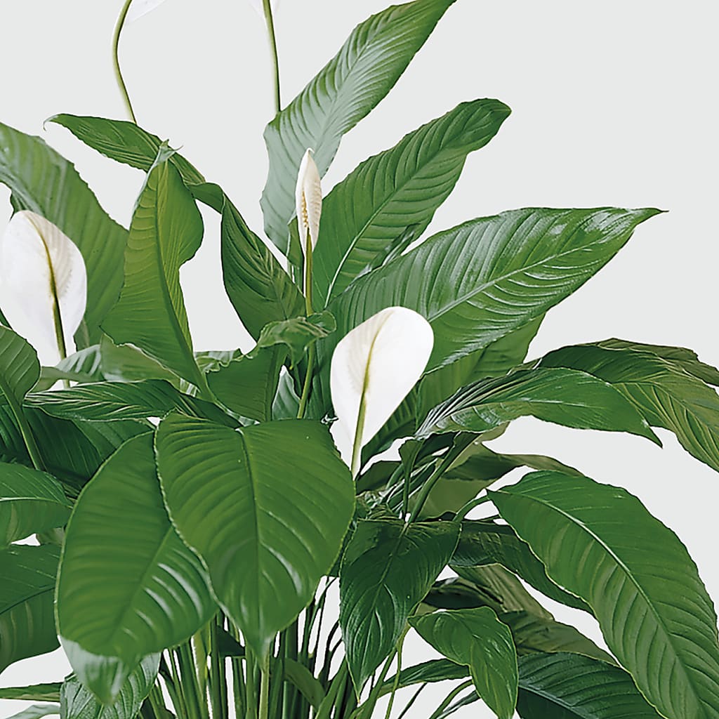 Tranquil Moments Peace Lily Plant – RANCHVIEW FLORAL & INTERIORS, Overland Park KS