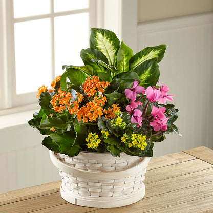 Color Crush Dishgarden – RANCHVIEW FLORAL & INTERIORS, Overland Park KS