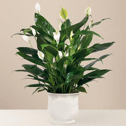 Comfort Planter – RANCHVIEW FLORAL & INTERIORS, Overland Park KS