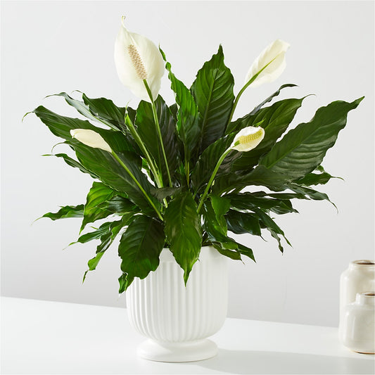 Comfort Planter – RANCHVIEW FLORAL & INTERIORS, Overland Park KS