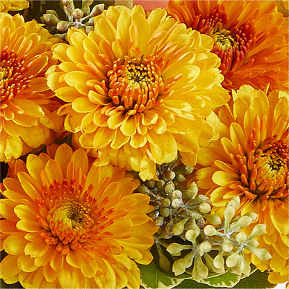 Peachy Pumpkin – RANCHVIEW FLORAL & INTERIORS, Overland Park KS