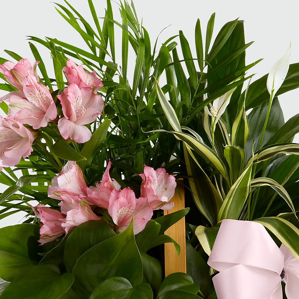 Living Spirit Dishgarden – RANCHVIEW FLORAL & INTERIORS, Overland Park KS