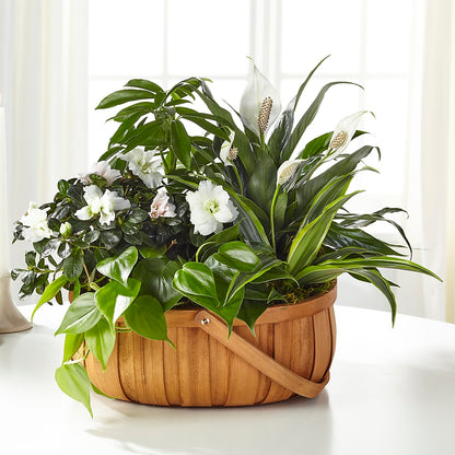 Serene Dishgarden – RANCHVIEW FLORAL & INTERIORS, Overland Park KS