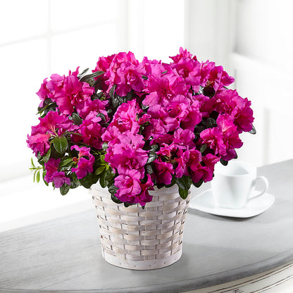 Hope & Serenity Azalea Plant – RANCHVIEW FLORAL & INTERIORS, Overland Park KS