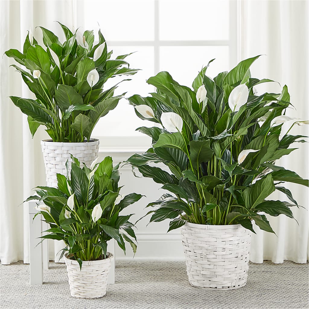 A New Leaf Peace Lily – RANCHVIEW FLORAL & INTERIORS, Overland Park KS