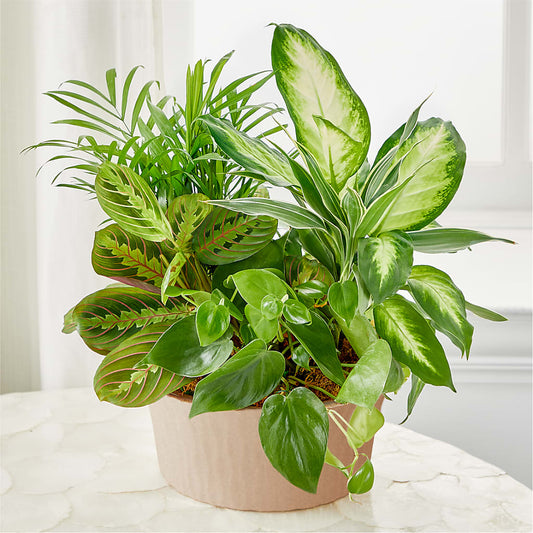 Balance & Harmony Dishgarden – RANCHVIEW FLORAL & INTERIORS, Overland Park KS