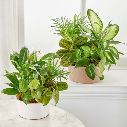 Balance & Harmony Dishgarden – RANCHVIEW FLORAL & INTERIORS, Overland Park KS