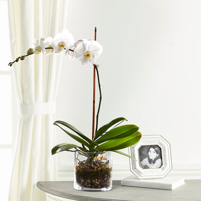 White Orchid Planter – RANCHVIEW FLORAL & INTERIORS, Overland Park KS