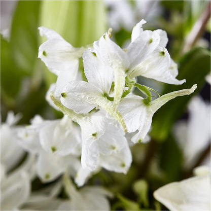 Classic Ivory – A Florist Original – RANCHVIEW FLORAL & INTERIORS, Overland Park KS